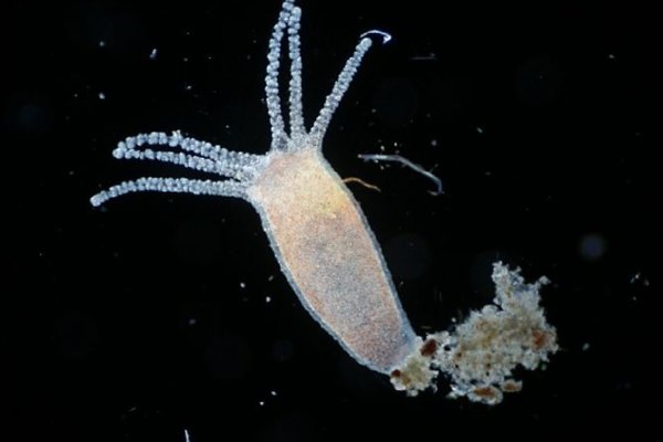 Kraken 6 at