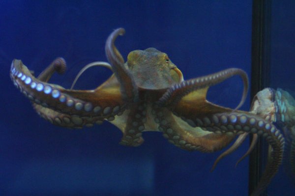 Ссылка на kraken at