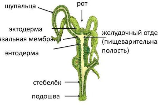 Kraken 17 at net